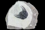 Spiny Leonaspis Trilobite - Large Specimen #72711-1